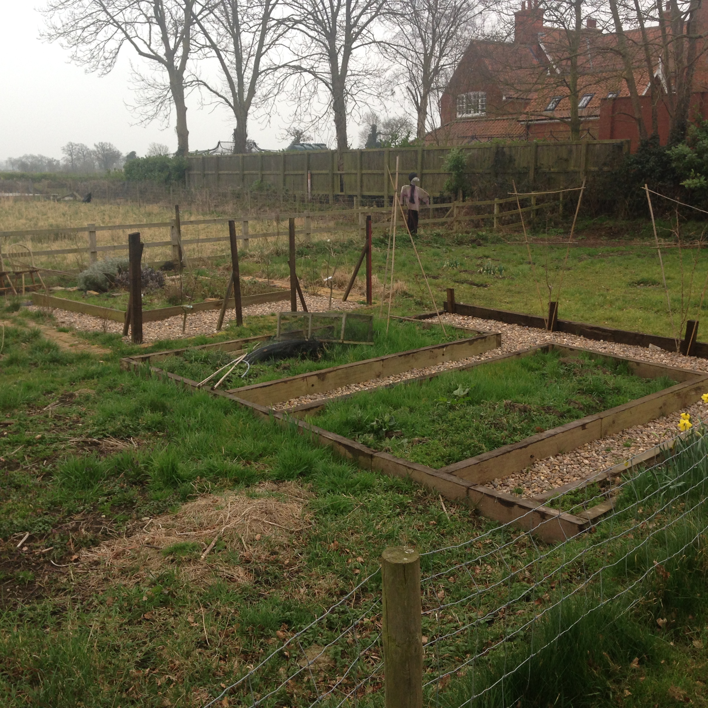 A picture of our allotments